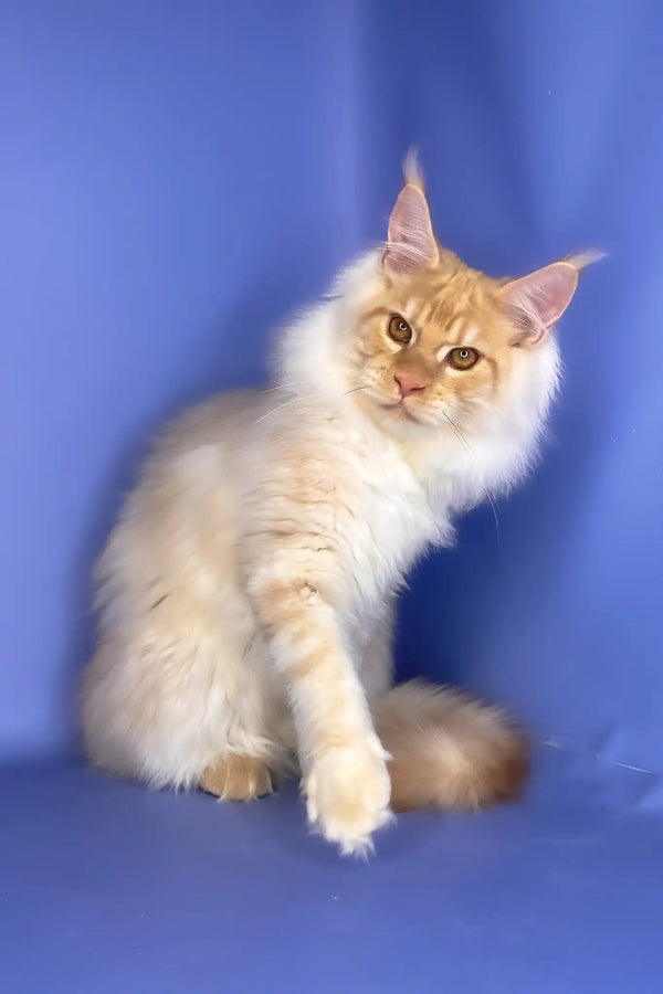 Tanos | maine coon kitten