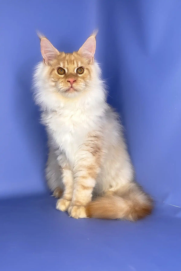 Tanos | maine coon kitten