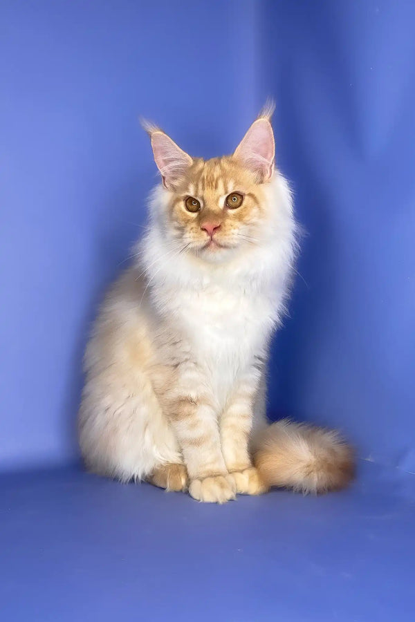 Tanos | maine coon kitten