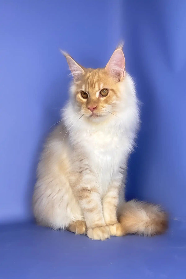 Tanos | maine coon kitten