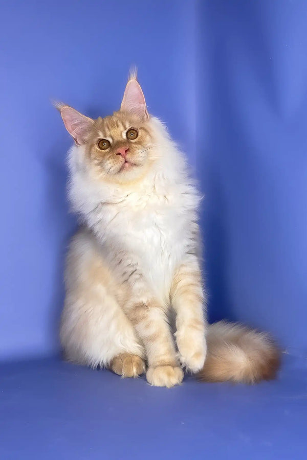 Tanos | maine coon kitten