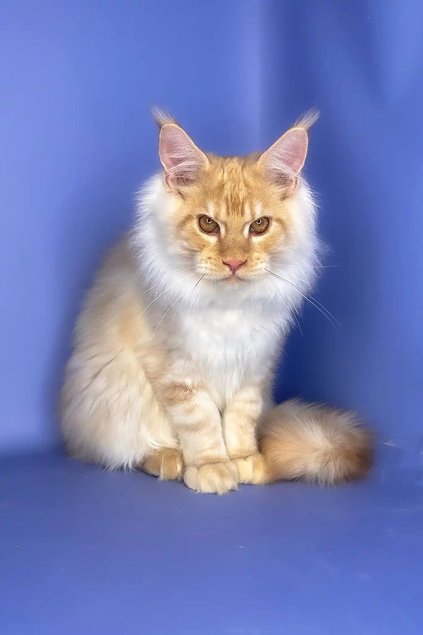 Tanos | maine coon kitten