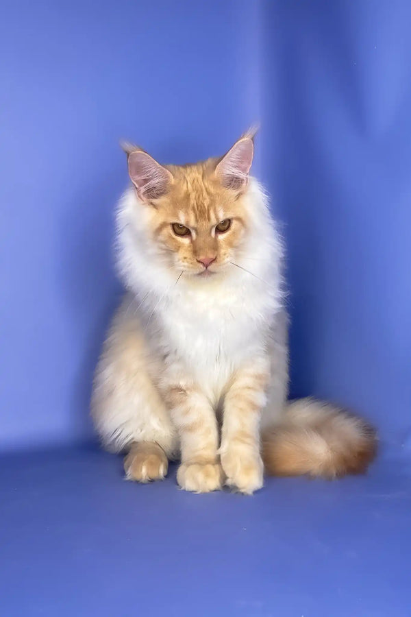 Tanos | maine coon kitten