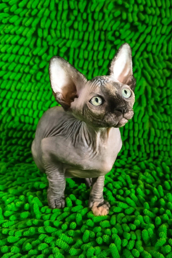 Taori | canadian sphynx kitten