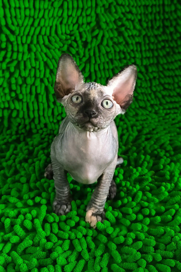 Taori | canadian sphynx kitten