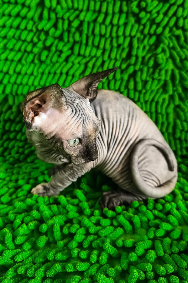 Taori | canadian sphynx kitten