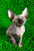 Taori | canadian sphynx kitten