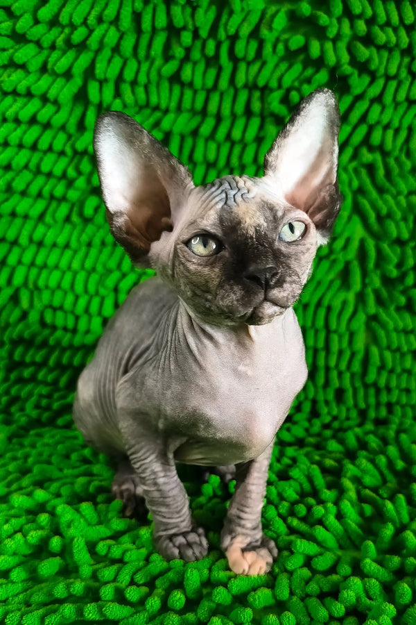 Taori | canadian sphynx kitten