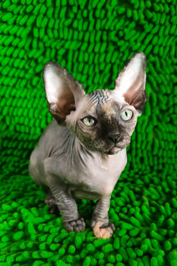 Taori | canadian sphynx kitten