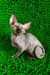 Taori | canadian sphynx kitten