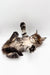 Adorable Maine Coon kitten Tara lying on its back with paws in the air