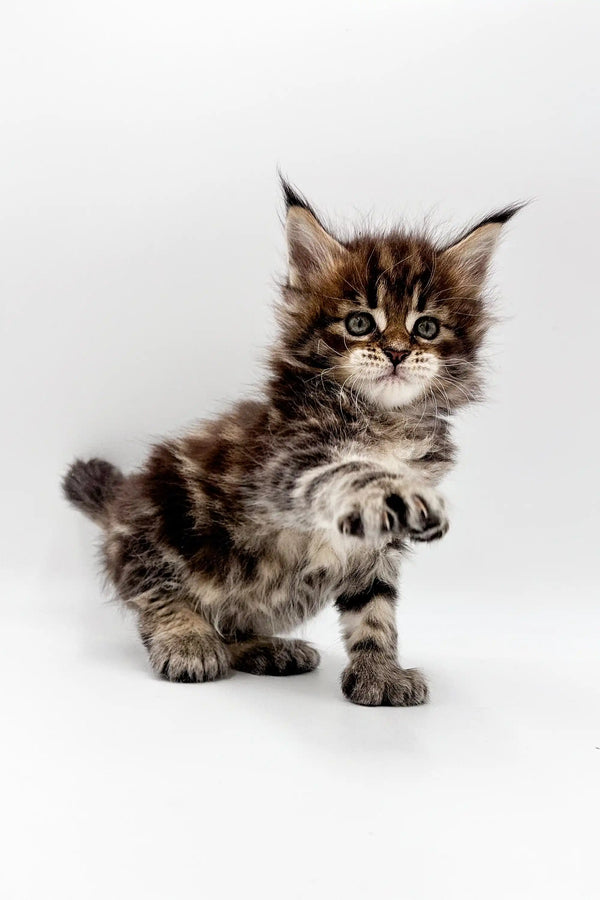 Fluffy Maine Coon kitten with tabby markings on a white surface, super adorable Maine Coon