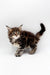 Fluffy tabby Maine Coon kitten with alert eyes and raised tail, super adorable!