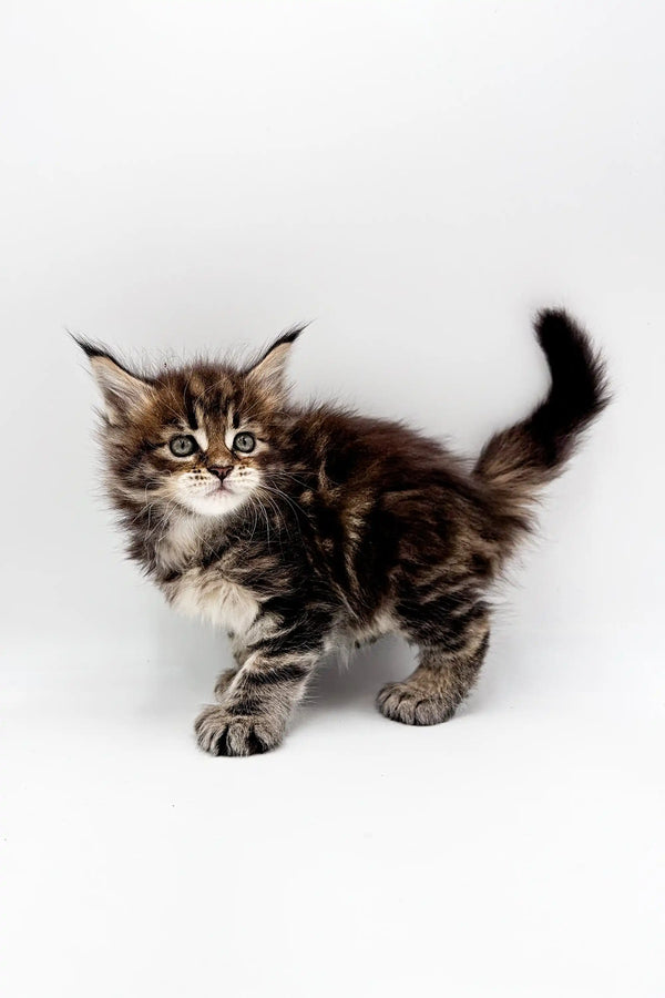 Fluffy tabby Maine Coon kitten with alert eyes and raised tail, super adorable!