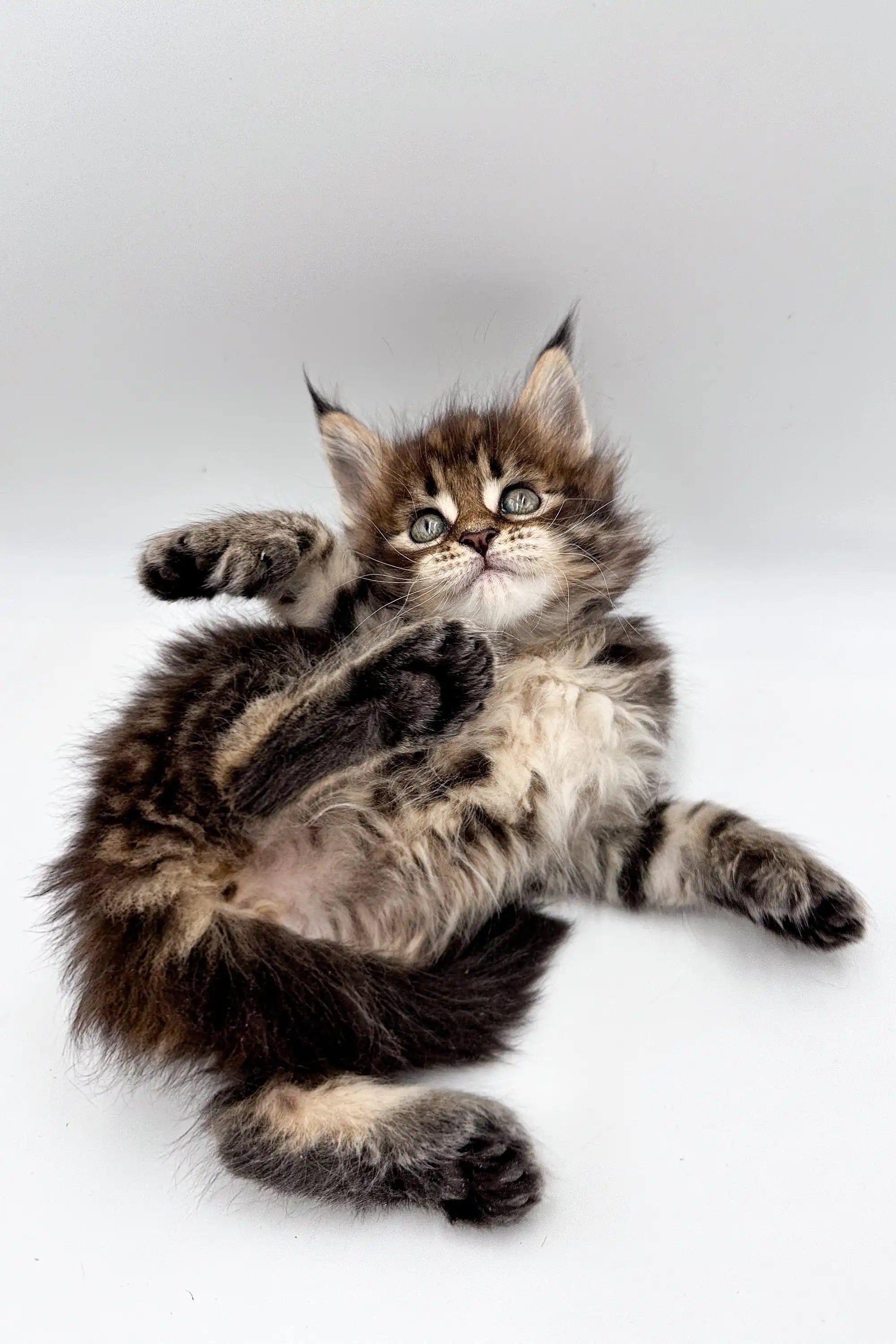 Maine Coon Kittens for Sale Tara | Kitten