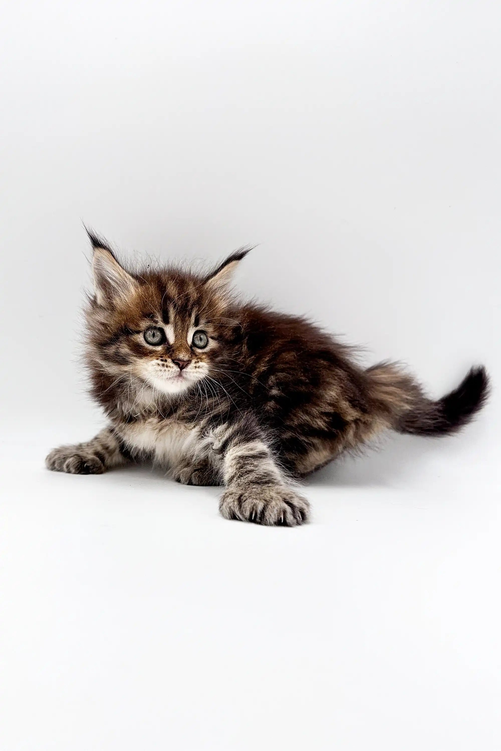 Maine Coon Kittens for Sale Tara | Kitten