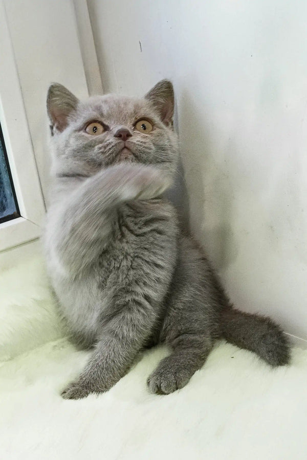 Cute Gray British Shorthair kitten named Taras ready to find its forever home