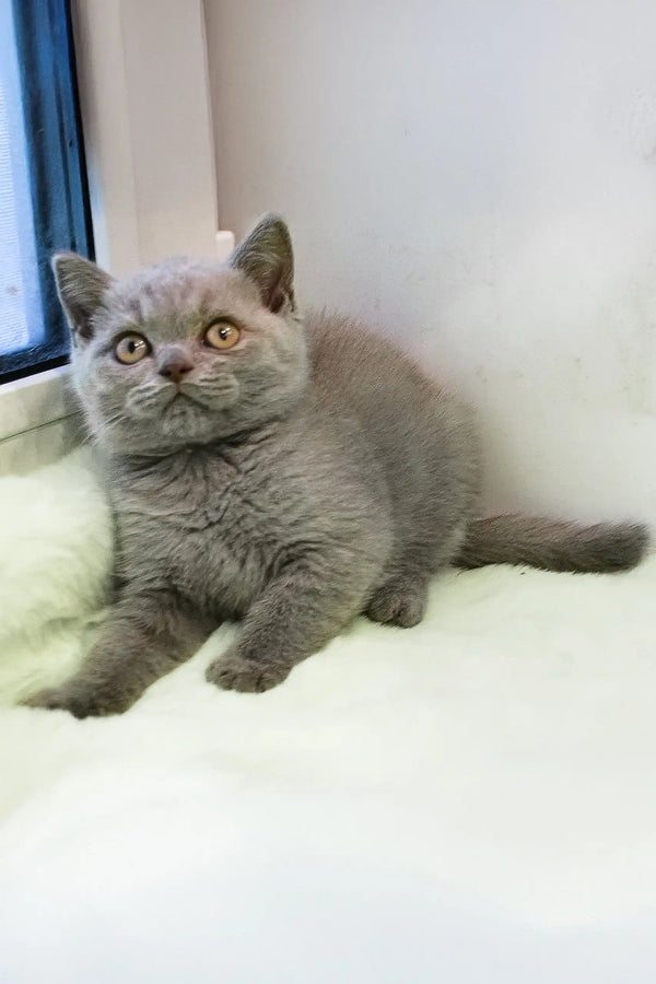 Gray British Shorthair kitten from Taras, cute and fluffy companion waiting for a home