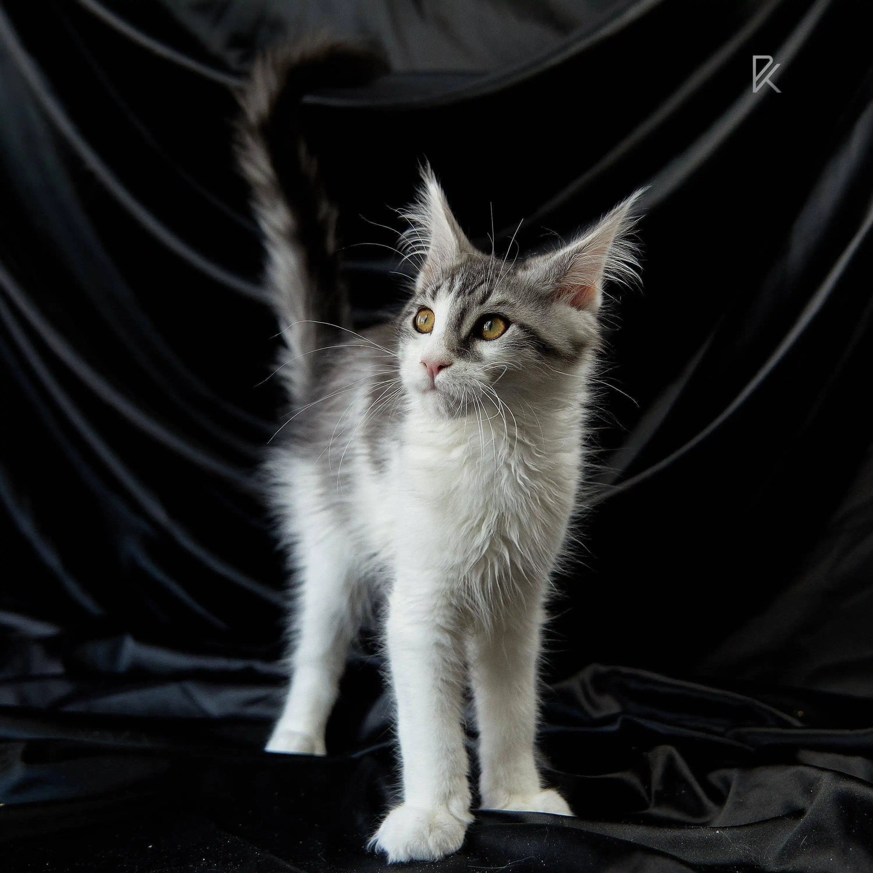 Maine Coon Kittens for Sale Targarien | Main Kitten