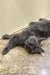 Gray fluffy Maine Coon kitten lying on back with paws outstretched, super adorable!