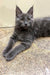 Gray Maine Coon kitten with pointed ears relaxing on a cozy carpet