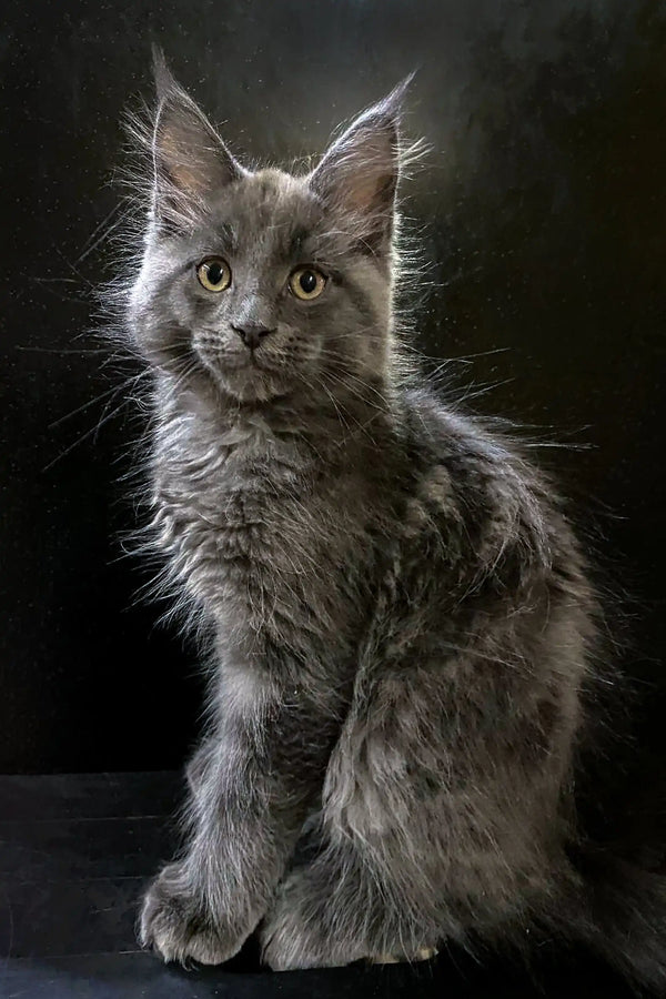 Gray Maine Coon kitten Tarius with fluffy coat and cute ear tufts