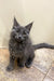 Gray fluffy Maine Coon kitten Tarius with ear tufts and curious expression