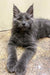 Gray long-haired Maine Coon kitten with pointed ears and an alert expression