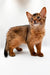 Reddish-brown Somali kitten Tarzan with big ears and a curious look