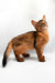 Abyssinian cat with reddish-brown fur gazing up, showcasing Somali kitten cuteness