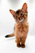 Curious Somali kitten named Tarzan with reddish-brown fur and big ears