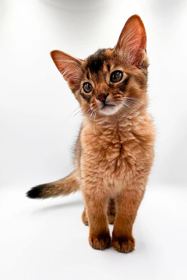 Adopt Tarzan the Charming Somali Kitten Today