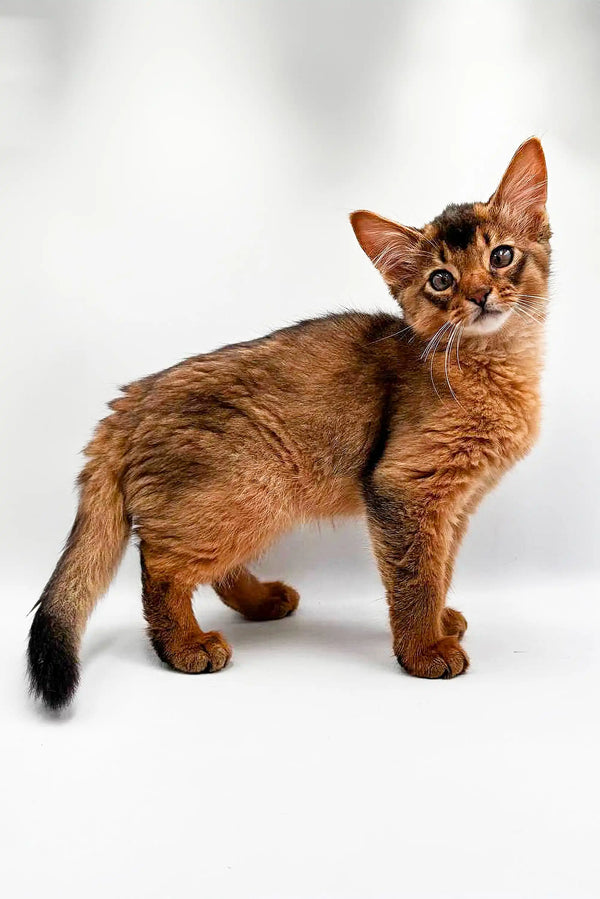 Reddish-brown Somali kitten Tarzan with fluffy tail and alert expression