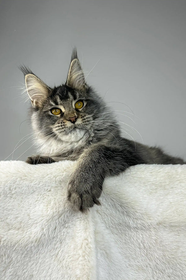 Gray Maine Coon cat in a cool Tattoo | Maine Coon Kitten design