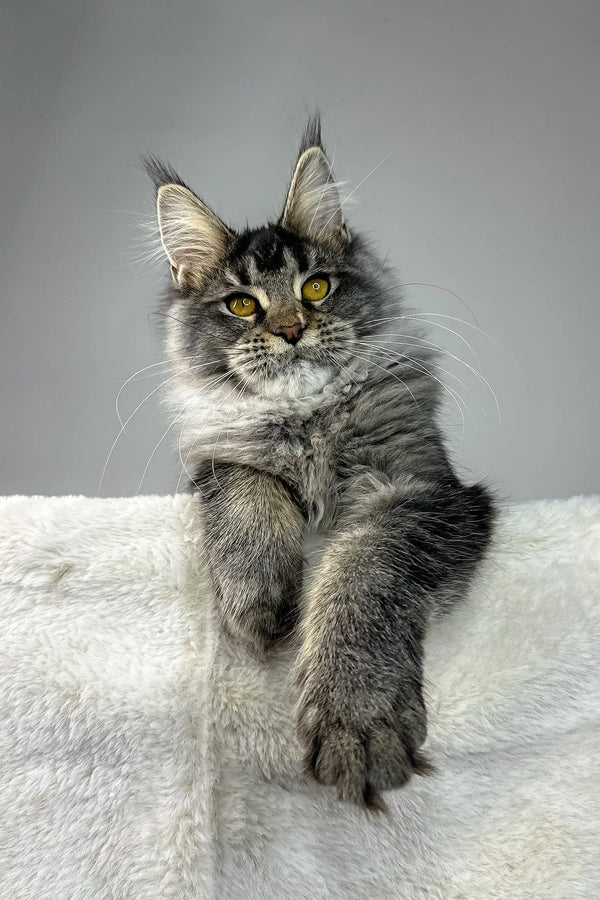 Adorable Gray Tabby Maine Coon Kitten featured in Tattoo Maine Coon Kitten product