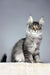 Gray tabby Maine Coon kitten in Tattoo product showcasing its playful charm