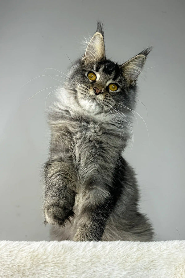 Gray tabby Maine Coon kitten featured in Tattoo product for cute cat lovers