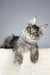 Silver Tabby Maine Coon kitten in Tattoo | Maine Coon Kitten product display