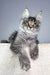 Adorable Silver Tabby Maine Coon Kitten from Tattoo | Maine Coon Kitten collection