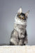 Adorable Silver Tabby Maine Coon Kitten in the Tattoo | Maine Coon Kitten product