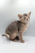 Gray and tan kitten from Taurus | Abyssinian Kitten product line cuddling cutely