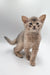 Adorable Abyssinian kitten featured in Taurus product collection