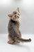 Gray kitten named Taurus from the Abyssinian breed looking back adorably