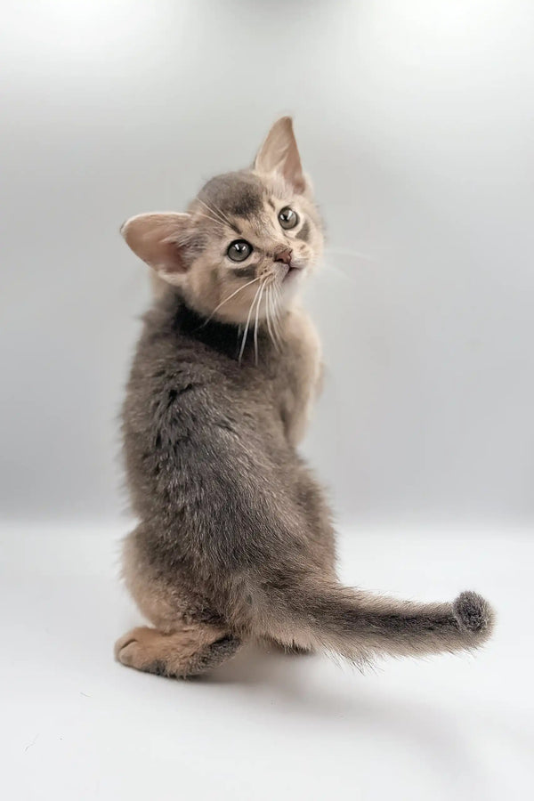 Gray kitten named Taurus from the Abyssinian breed looking back adorably
