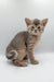 Cute gray and tan kitten for sale in the Taurus | Abyssinian Kitten product line