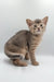 Gray and tan Abyssinian kitten named Taurus with an alert expression ready to play