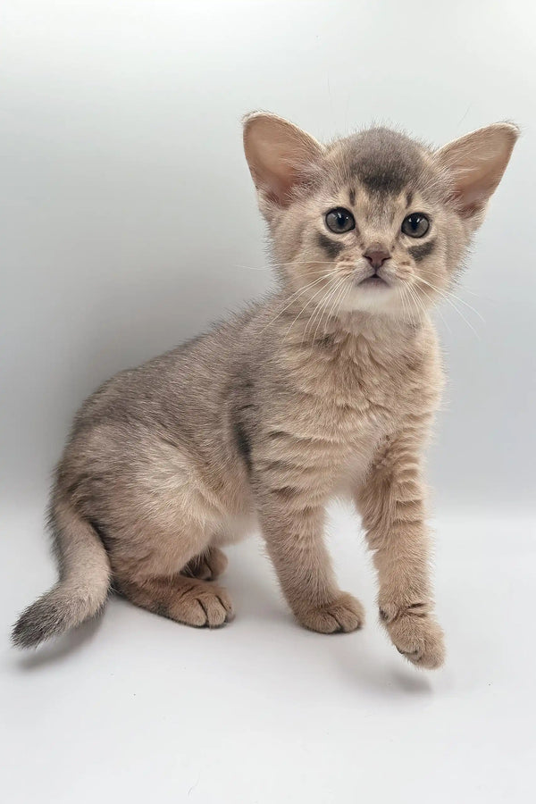 Gray and tan kitten from Taurus | Abyssinian Kitten, perfect cuddly companion