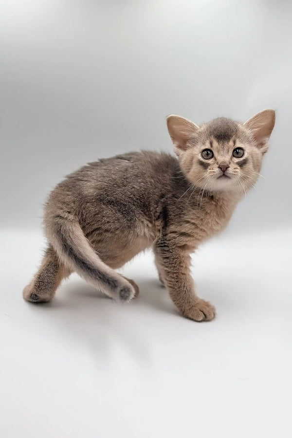 Gray and tan kitten from the Taurus Abyssinian Kitten collection