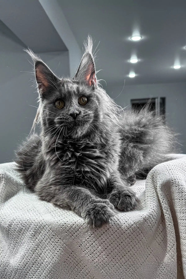 Tayna | maine coon kitten