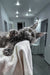 Tayna | maine coon kitten